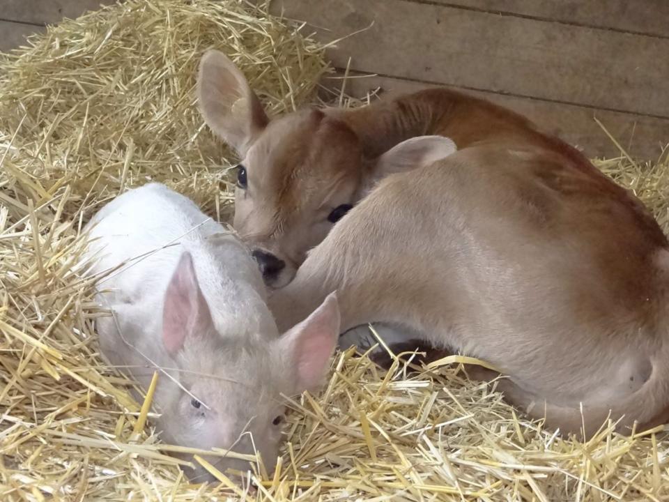 Calf And Piglet Spark Lifelong Friendship With Cutest Cuddle Puddle