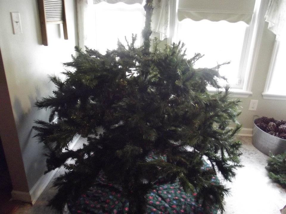 Christmas Trees For Dummies