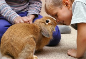 8 Reasons Bunnies Make The Best Pets