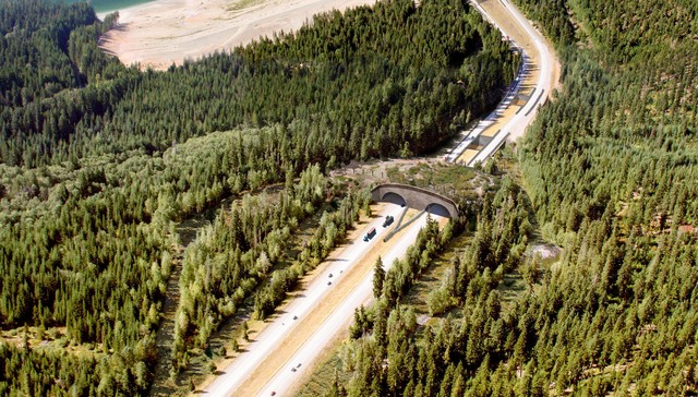 Wildlife Corridors Crossing Bridges A Part Of One World