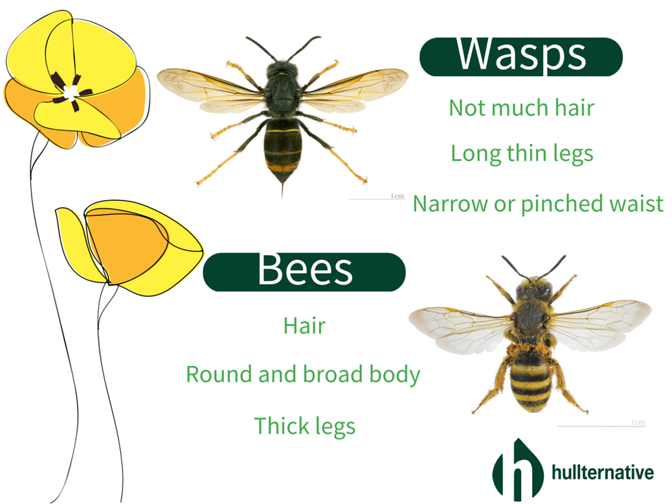 How many insects are there in the. Bee vs Wasp. Wasp ЩК Bee. Wasp insect vs Bee. Анатомия осы