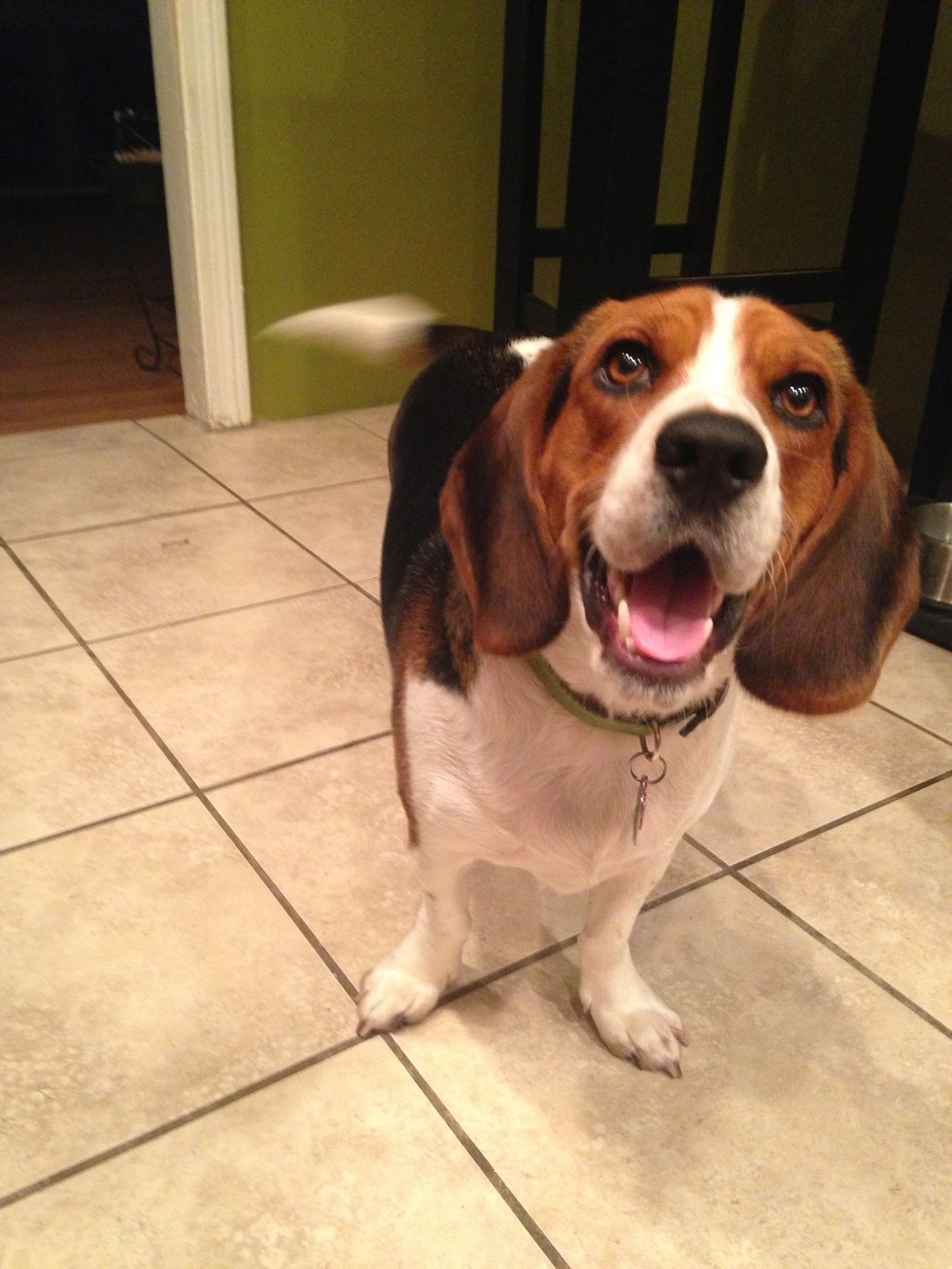 10 Pets For The Average College Student