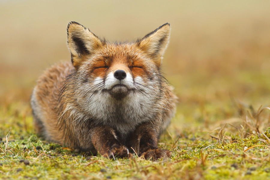 10 Reasons Why Foxes Are The Cutest Creatures On Earth