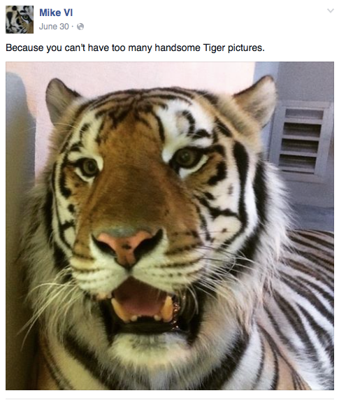 Why Mike The Tiger Slays The Mascot Game