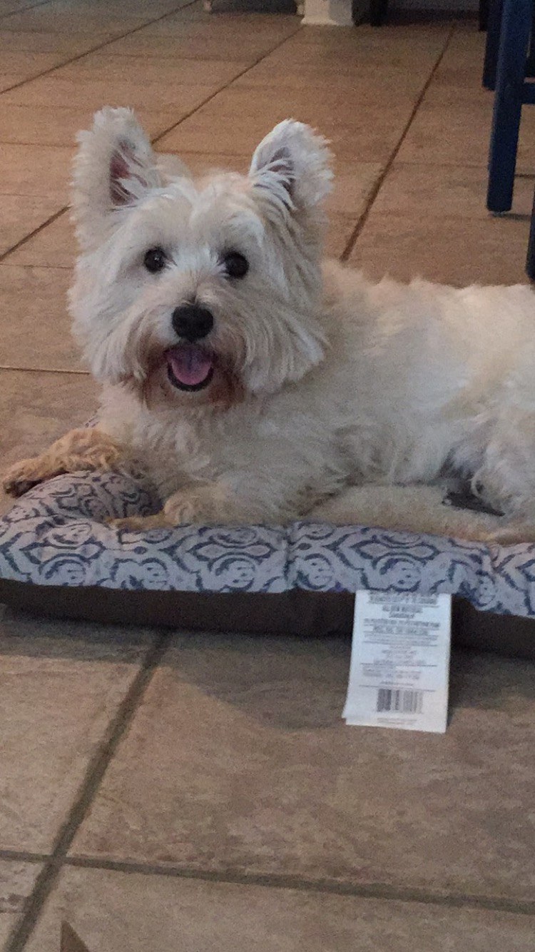 7 Reasons Why Westie Dogs Are The Best