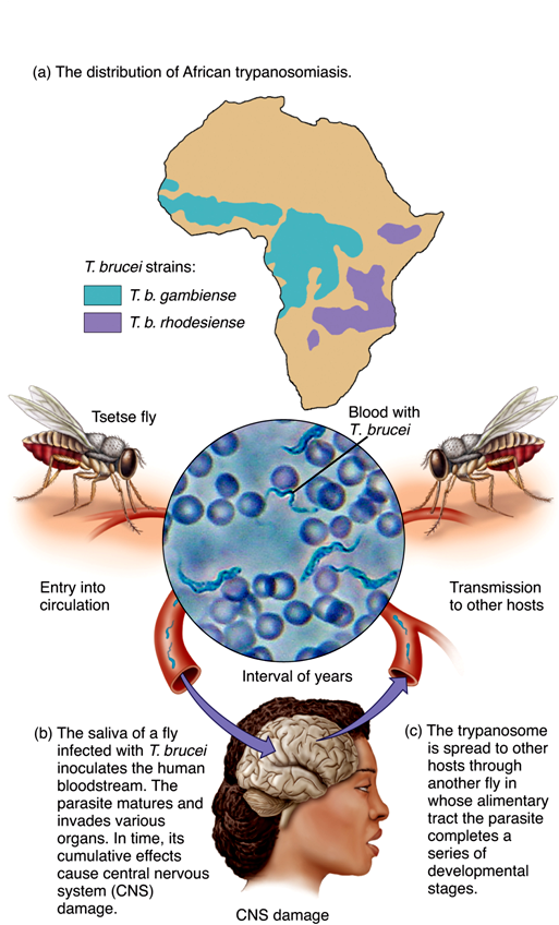 Learn About A Disease African Sleeping Sickness