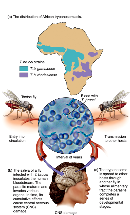 Африканский трипаносомоз симптомы. Трипаносомоз Сонная болезнь. Африканский трипаносомоз пути заражения. Цикл развития американского трипаносомоза.