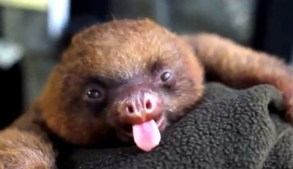 Transferring Colleges As Told By Sloths This Is Especially True If You Re Not From The Local Area I M Iowa And Curly Go To School In Indiana Yet Went First Semester