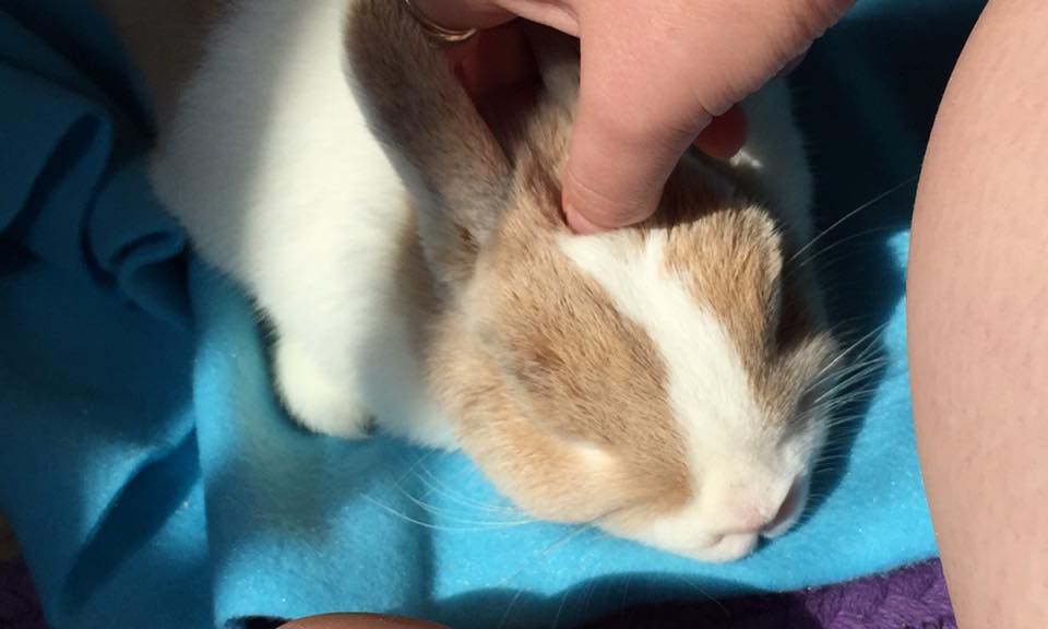 5 Reasons You Need A Bunny Right Now