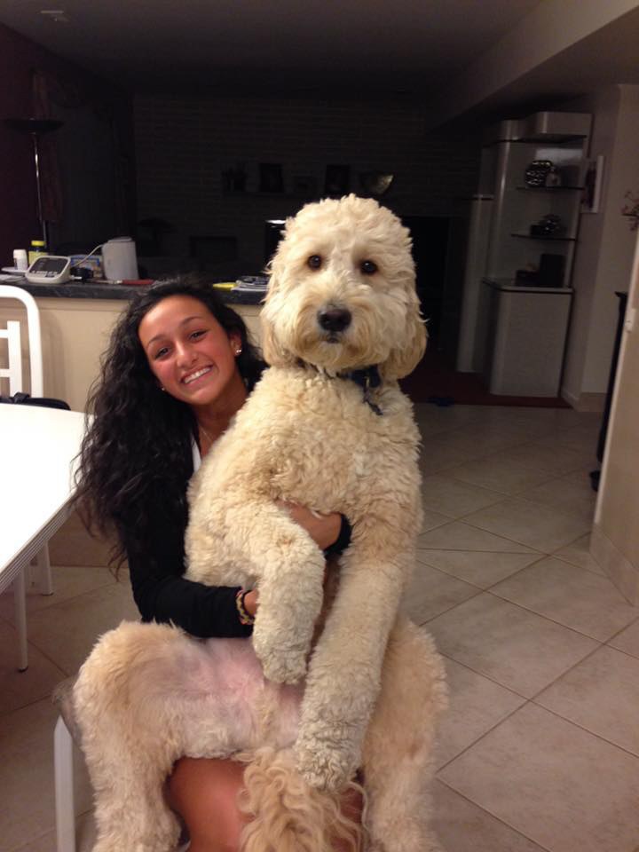 Why It Is Scientifically Proven That Golden Doodles Are The Best Or Just Babies