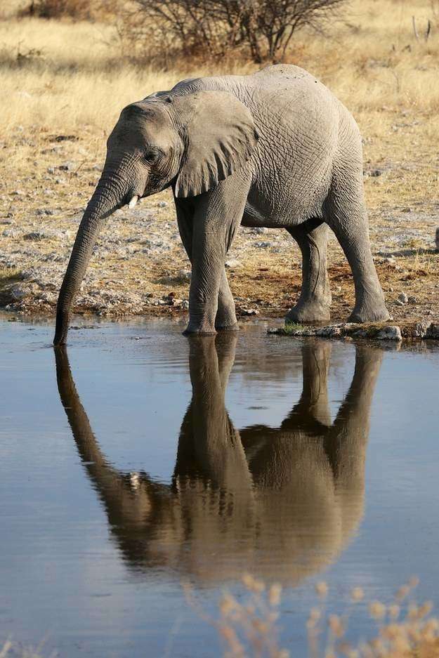 Why Elephants Are The Best Animals at Hugh Macintyre blog