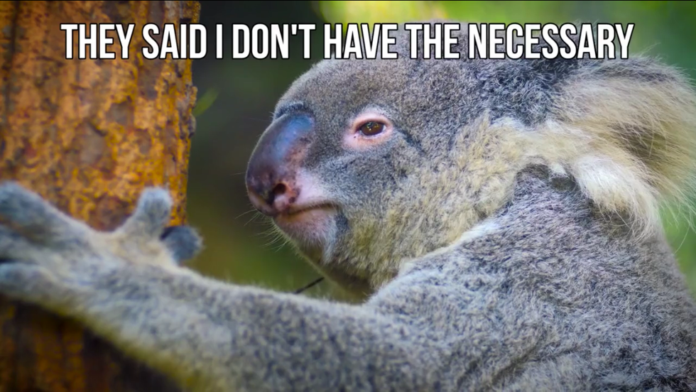 15 Un-BEAR-able Animal Puns That Will Get You Through Finals Week