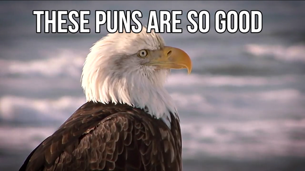 15 Un-BEAR-able Animal Puns That Will Get You Through Finals Week