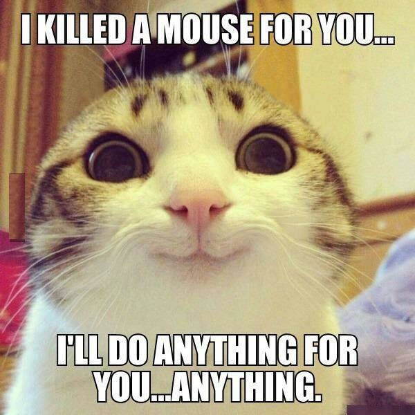 why cats are better than dogs why cats are better than dogs