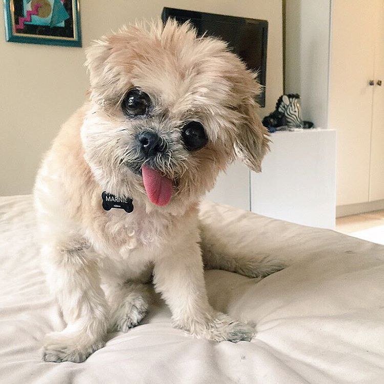 10 Of The Cutest Pets On Instagram