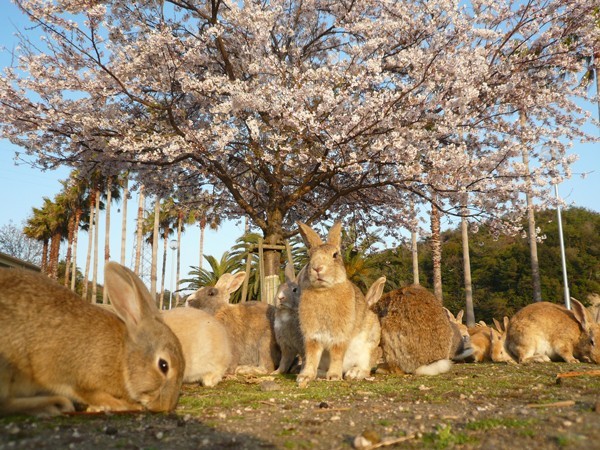 Image: Kyukamura Ohkunoshima