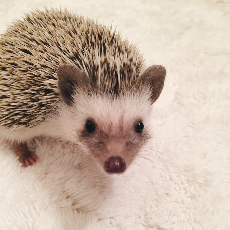 10 Things You Didn't Know About Hedgehogs