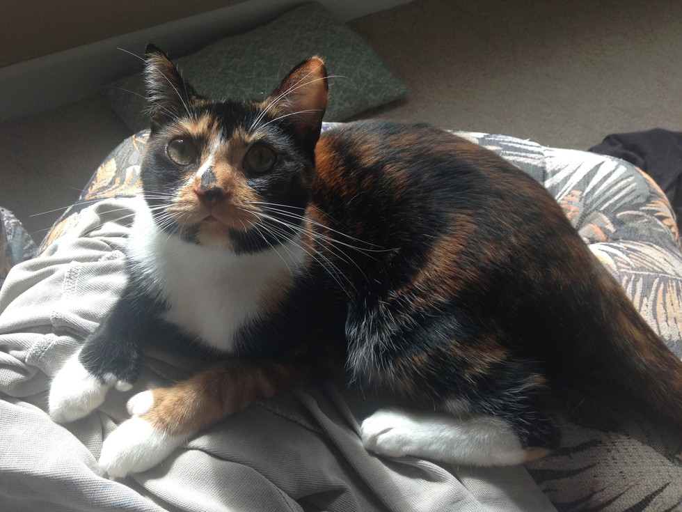 XChromosome Causes Calico Coloring In Cats