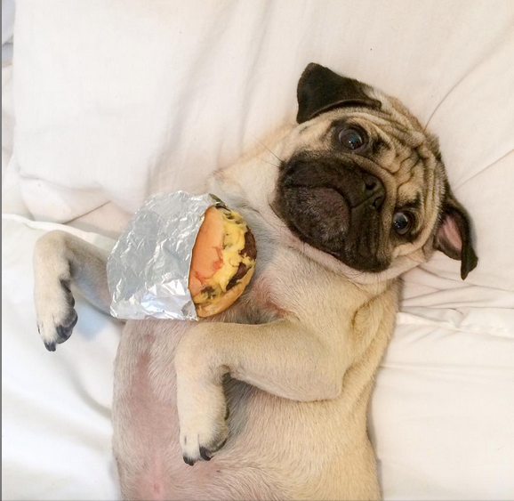 10 Times Doug The Pug Did Summer Better
