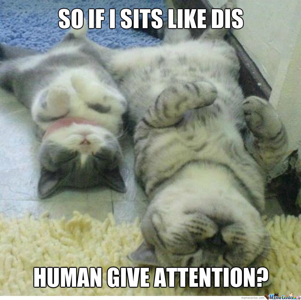 Leaving College for Summer as Told by Cats