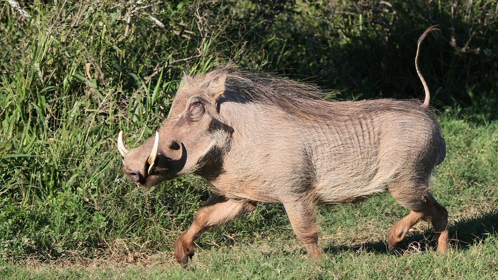 Top 10 Zoo Animals