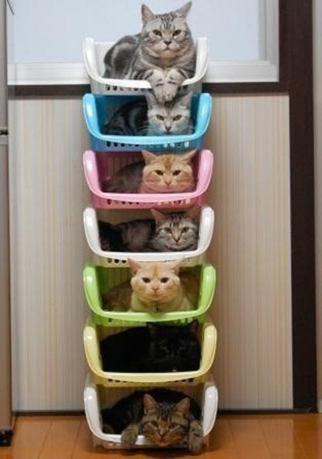 980x 20 Cat Organizing Hacks for Cat Ladies