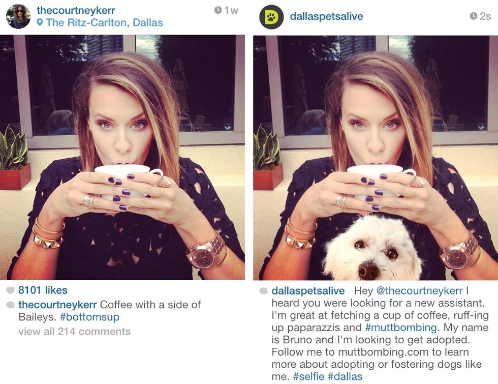 Animal Shelter Proves Dog Pictures Are Also More Popular Than Selfies
