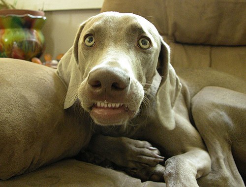 Why Weimaraners Are The Best Dogs