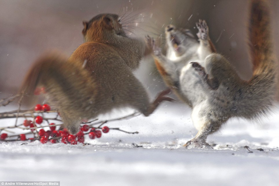 why-a-squirrel-is-the-perfect-spirit-animal