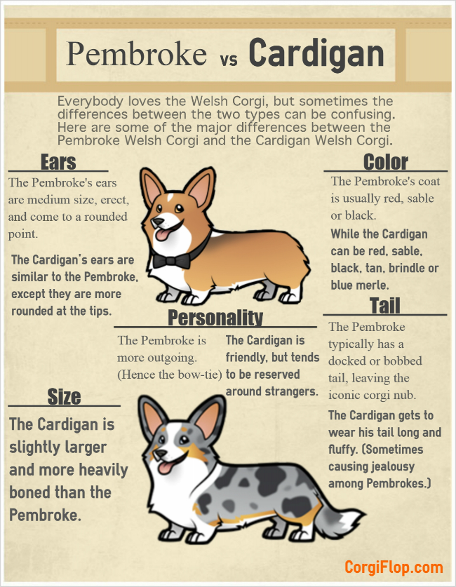 kinds of corgis