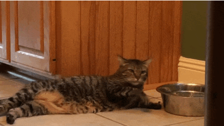 23 ภาพสุดฮาของ"แมวจอมขี้เกียจ"ที่ใช้ชีวิตอย่างสุขสบาย