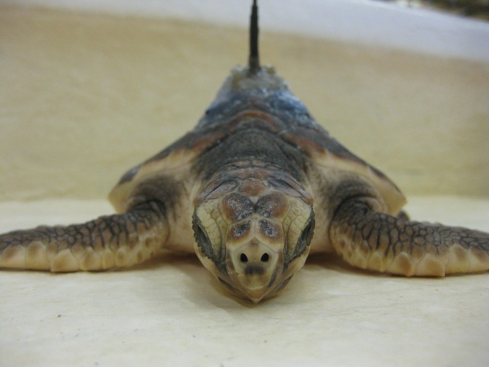 Photos Show Efforts To Track Endangered Baby Sea Turtles