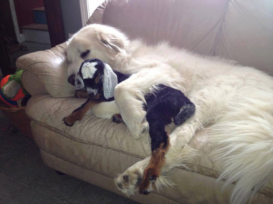 Image result for Baby Monkey is Best Friends with Goat