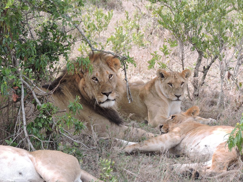 3 Lion Brothers Refuse To Leave Pride, Raise Their Kids Together