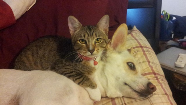 Fat Cats And Starving Dogs