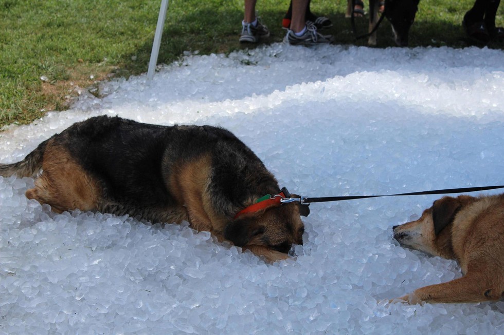 Dogs Who Have No Idea What To Do With These Ice Cubes