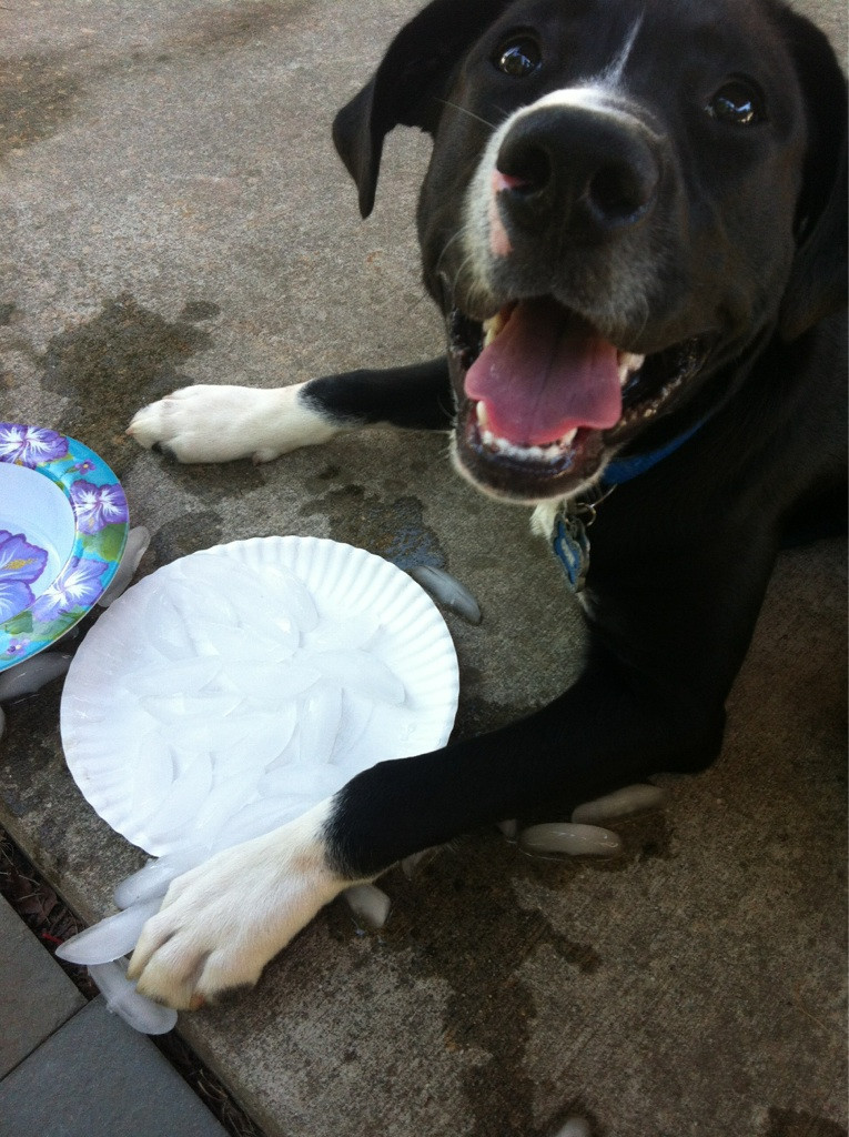 Dogs Who Have No Idea What To Do With These Ice Cubes