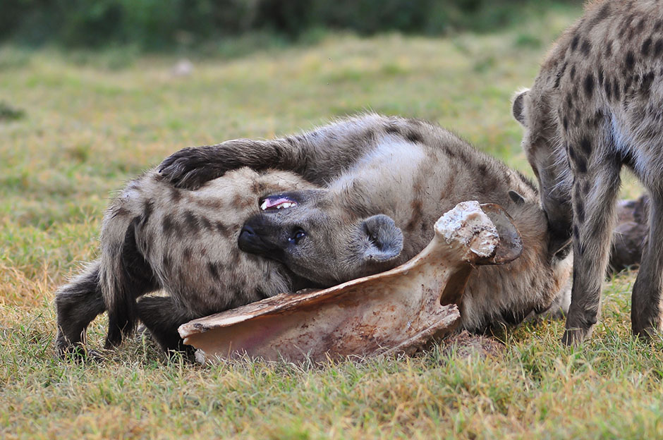 Um, Female Hyenas Have a Fake Penis
