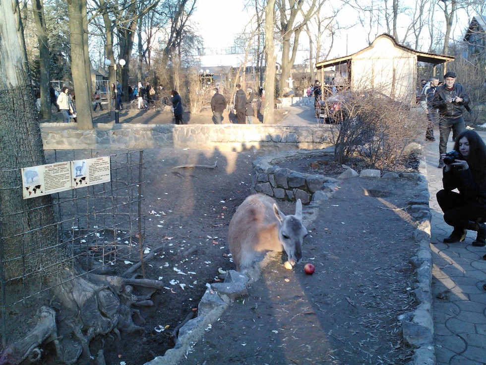 Starving Ukrainian Zoo Animals Saved By Donations From Locals