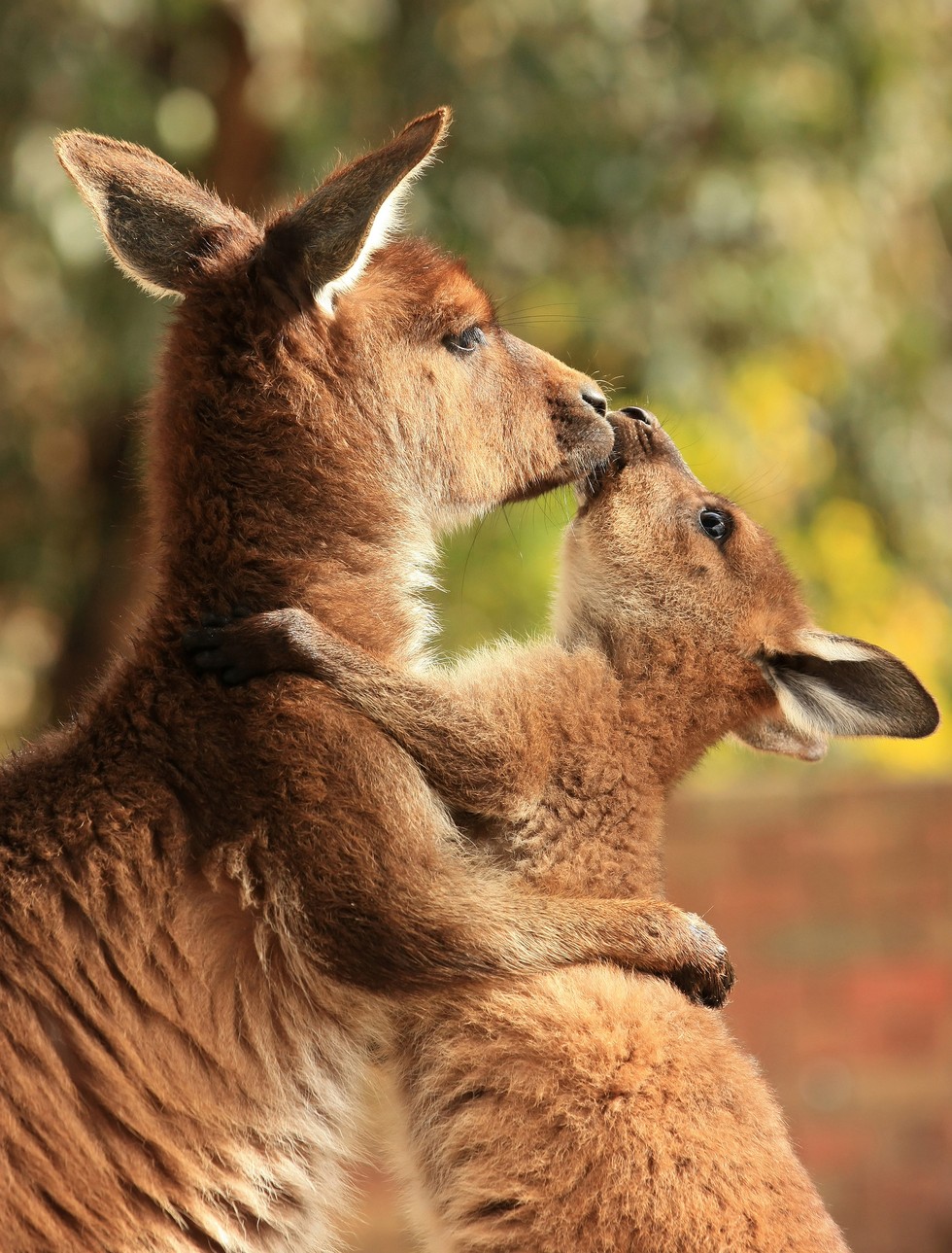 Once You See Inside A Kangaroo s Pouch There s No Going Back