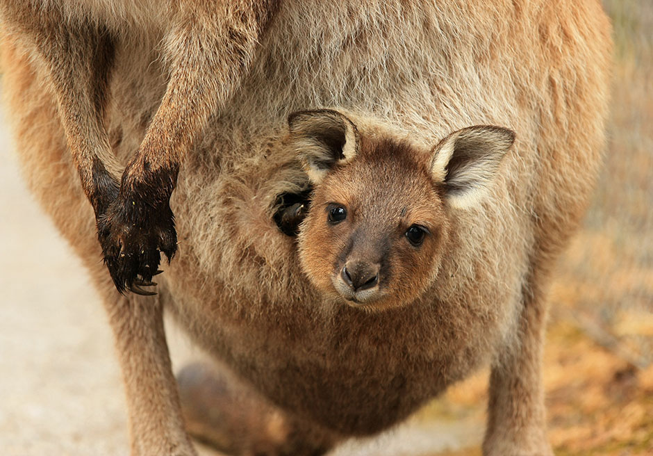 Once You See Inside A Kangaroo s Pouch There s No Going Back