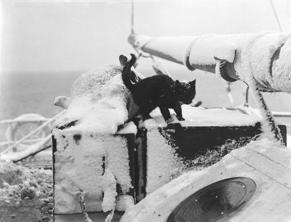 Ahoy, Puppy! A Visual History Of Animals At Sea