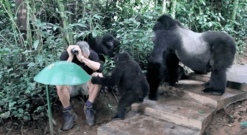 go wild gorillas