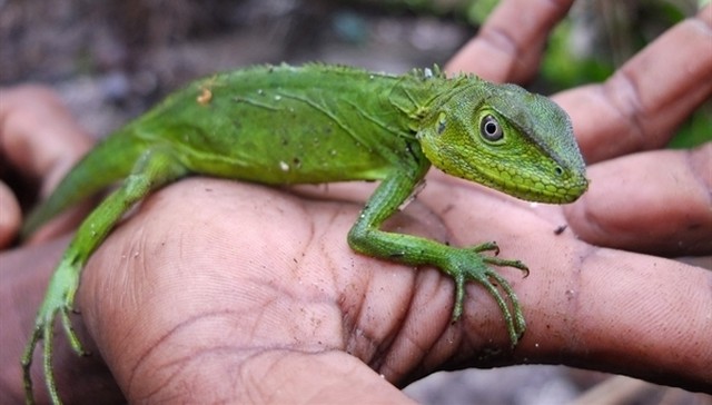 New species discoveries in Papua New Guinea