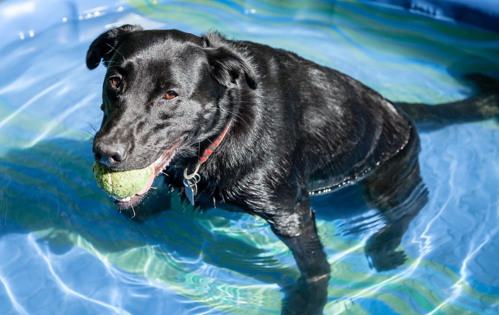 how-to-tell-if-your-dog-is-overheating