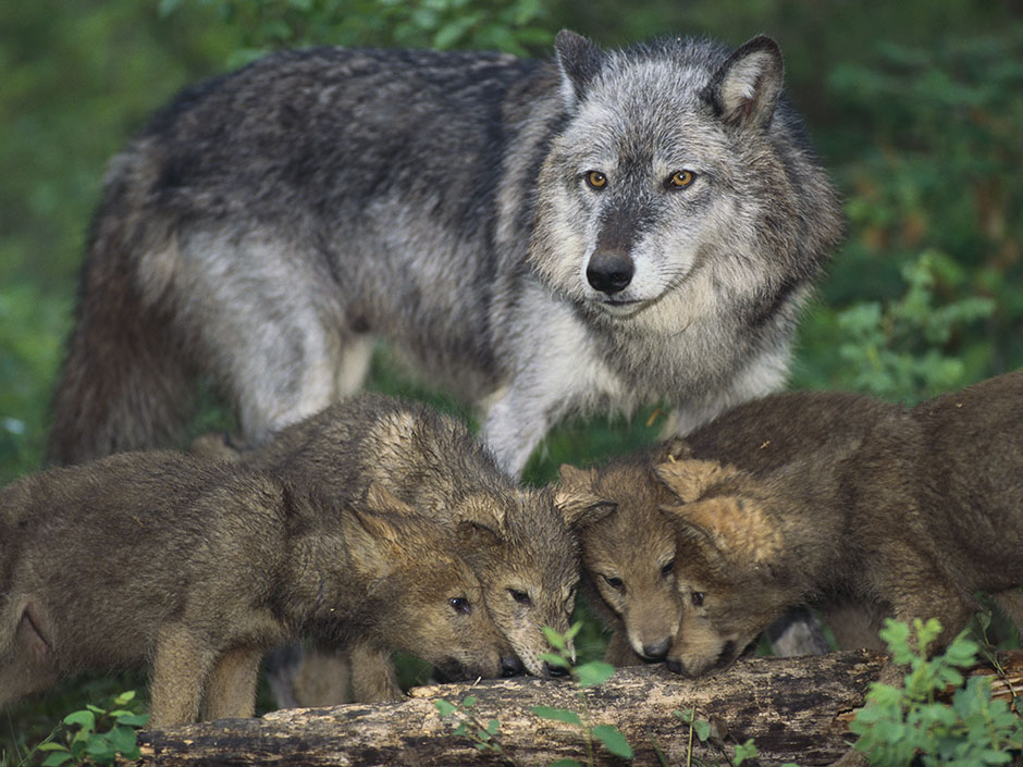 Fierce Animal Moms Who Will Stop At NOTHING To Protect Their Babies