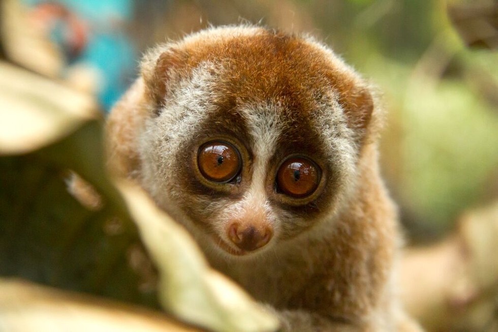 The Truth Behind Those Cute Loris Videos Isn't As Happy As You Think
