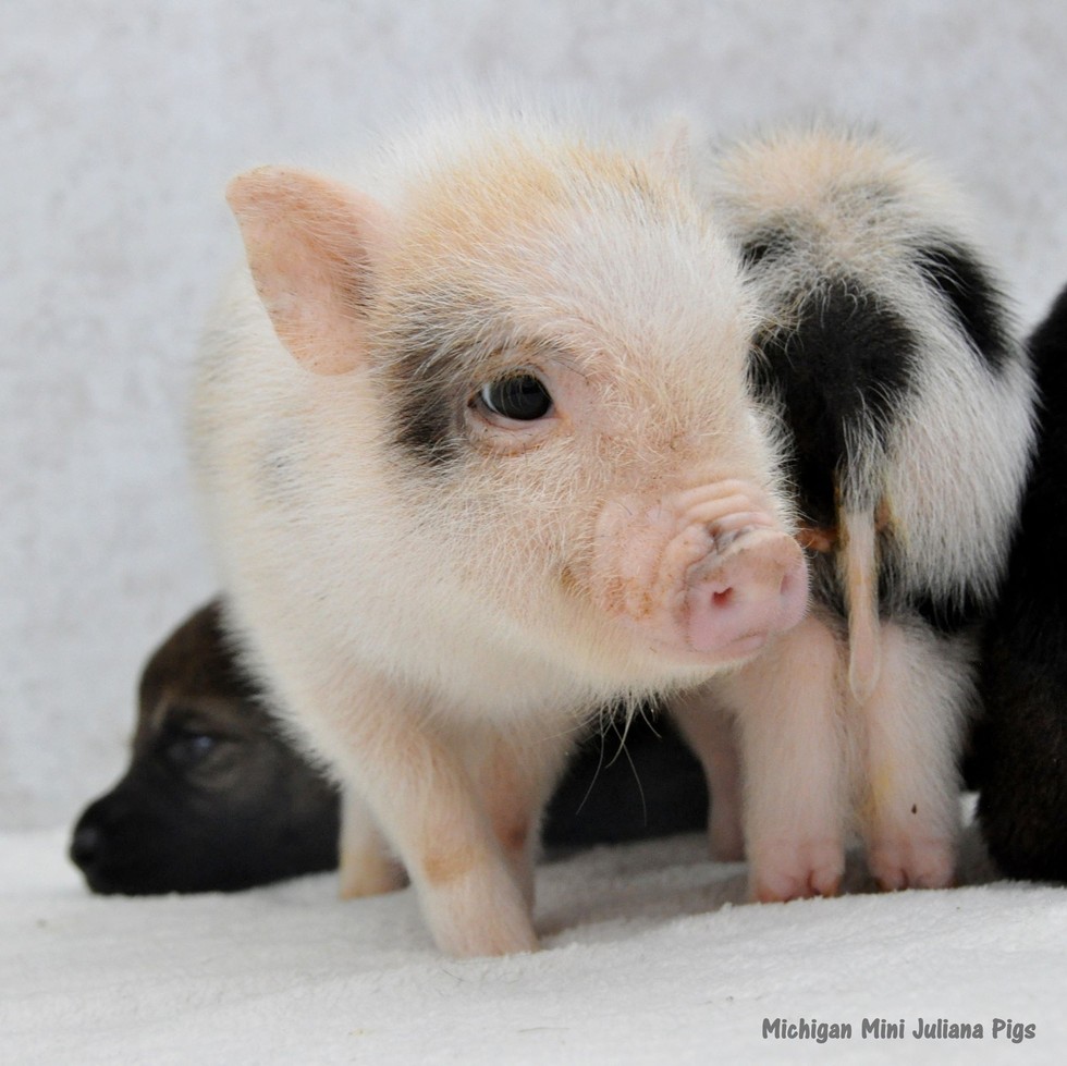 Photos Mini Piglets And German Shepherd Puppies Play Together