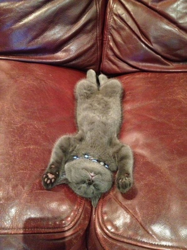 Cats Fall Asleep In 5 Charming Stages