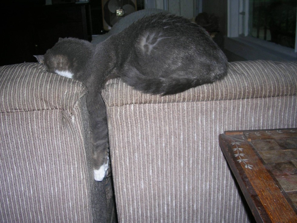 Cats Fall Asleep In 5 Charming Stages